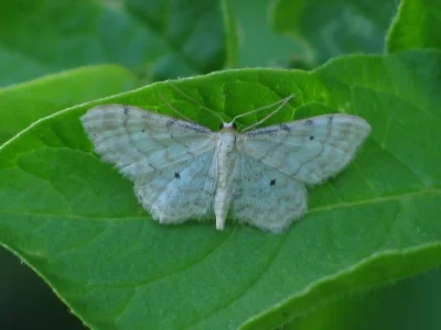 Idaea fuscovenosa