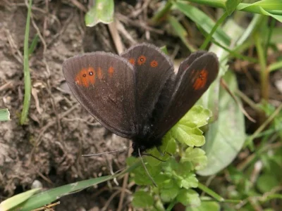 Erebia oeme