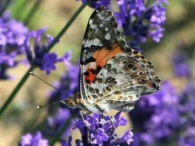 Vanessa cardui