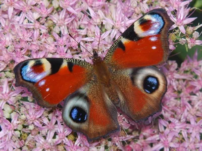 Aglais io