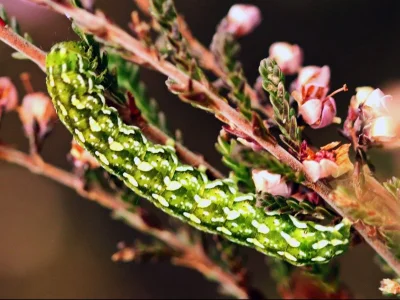 Anarta (Anarta) myrtilli