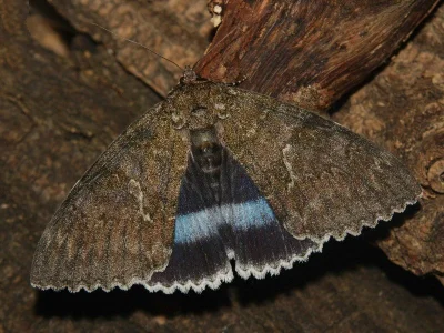Catocala fraxini