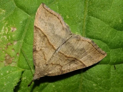 Hypena (Hypena) proboscidalis