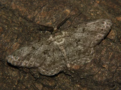 Hypomecis roboraria