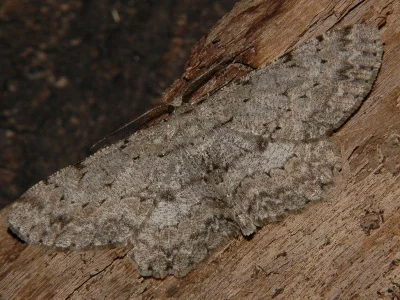 Hypomecis punctinalis