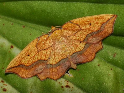 Epione repandaria