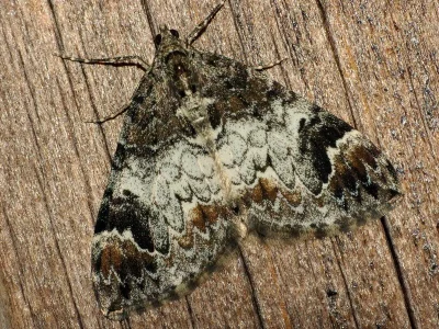 Dysstroma truncata