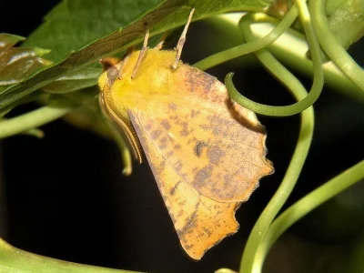 Ennomos alniaria