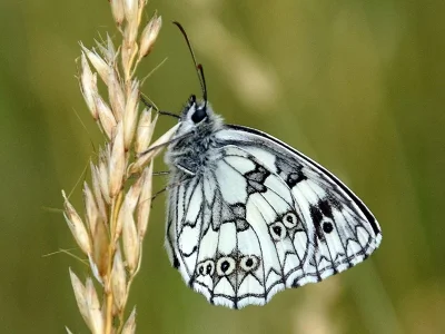 Melanargia (Melanargia) galathea
