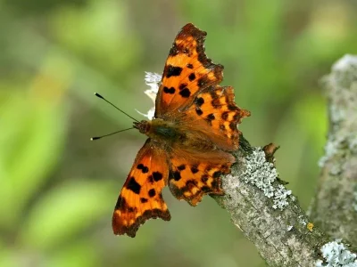 Polygonia c-album