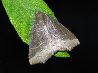 Arytrura musculus