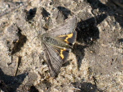 Boudinotiana puella