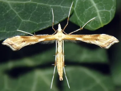 Gillmeria ochrodactyla