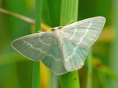 Chlorissa viridata
