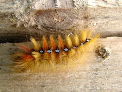 Acronicta (Acronicta) aceris