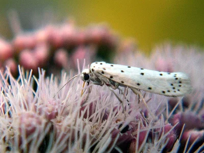 Yponomeuta cagnagella