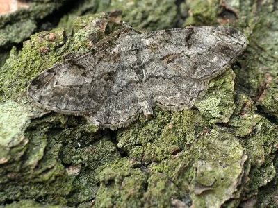 Peribatodes rhomboidaria