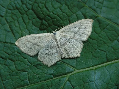 Scopula (Scopula) nigropunctata