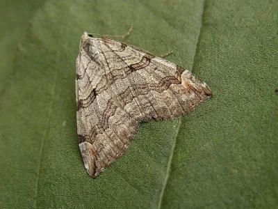 Aplocera plagiata