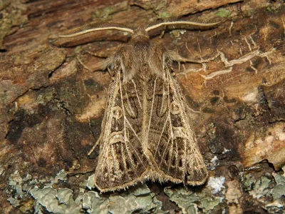 Tholera decimalis