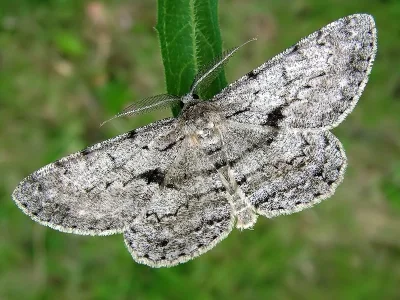 Hypomecis roboraria