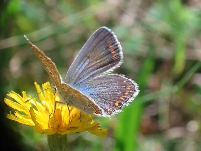 Polyommatus (Polyommatus) icarus