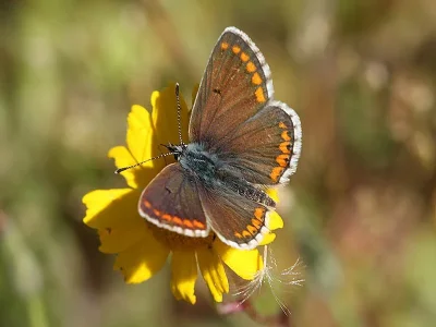 Aricia cramera