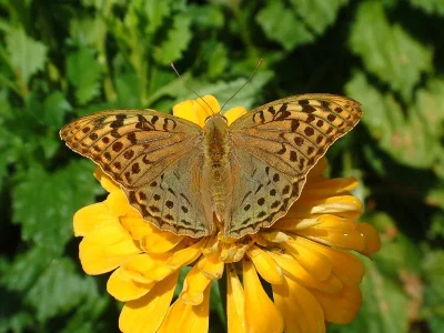 Argynnis (Pandoriana) pandora