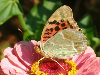 Argynnis (Pandoriana) pandora