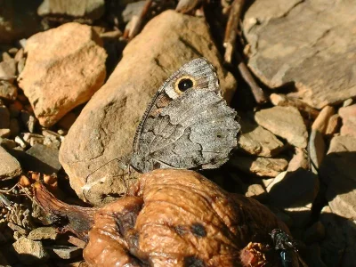 Hipparchia (Neohipparchia) statilinus