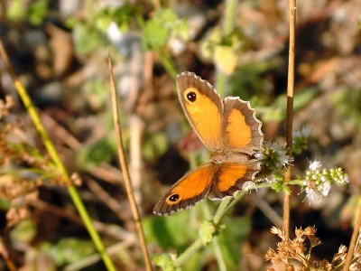 Pyronia (Idata) cecilia
