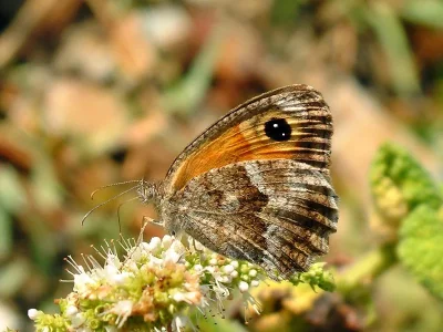 Pyronia (Idata) cecilia