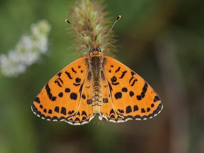 Melitaea didyma