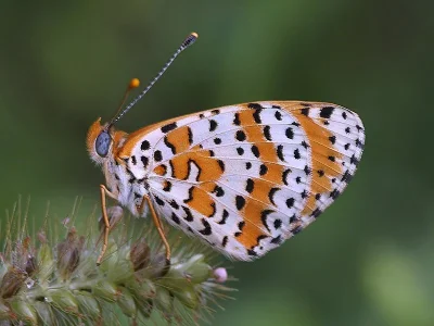 Melitaea didyma