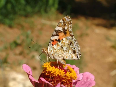 Vanessa cardui
