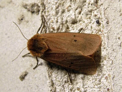 Phragmatobia fuliginosa