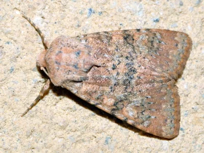 Polymixis (Polymixis) argillaceago