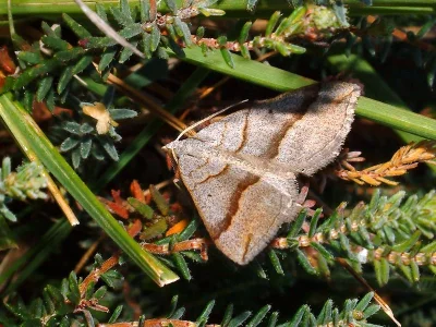 Scotopteryx luridata