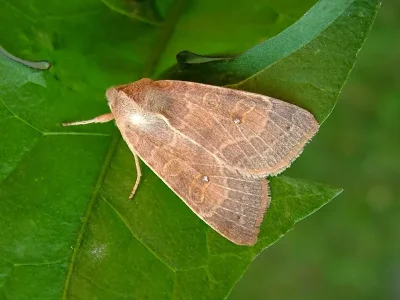 Xanthia (Cirrhia) ocellaris