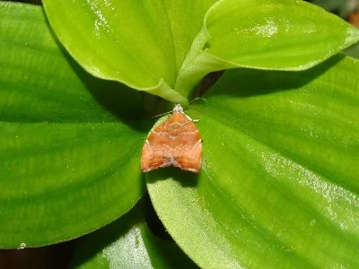 Choreutis nemorana
