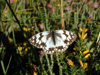 Melanargia (Melanargia) lachesis