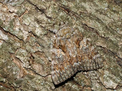 Catocala sponsa