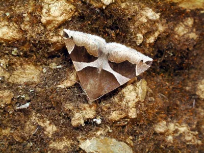 Dysgonia algira