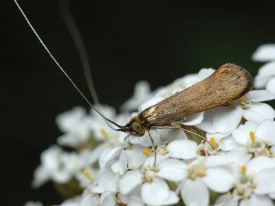 Nemophora metallica
