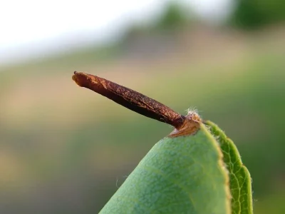 Coleophora hemerobiella