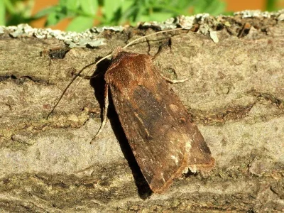 Cerastis (Cerastis) faceta