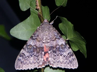 Catocala elocata
