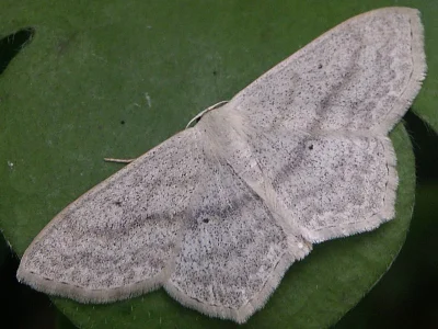 Scopula (Scopula) nigropunctata