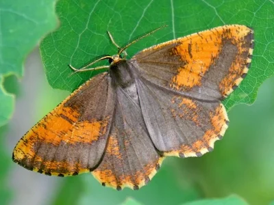 Angerona prunaria