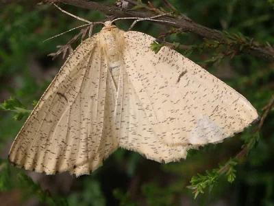 Angerona prunaria